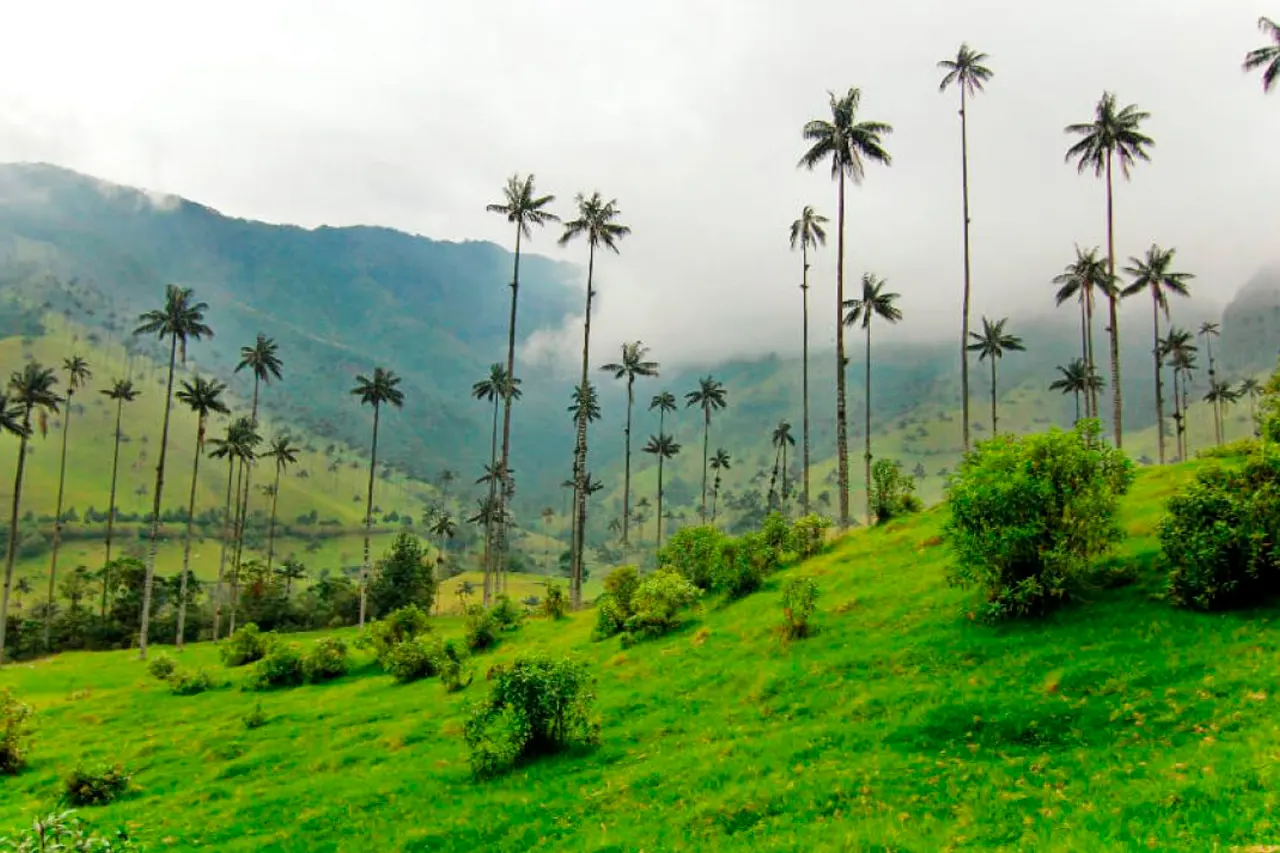 Valle de Cocora