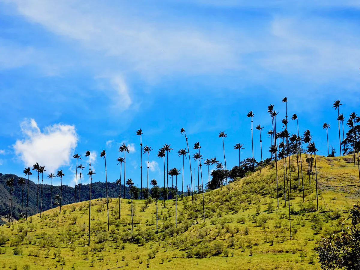 Montañas y palmas del origen cafetero